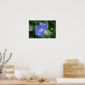 Morning Glory en Bud in Lush Foliage Poster (Keuken)