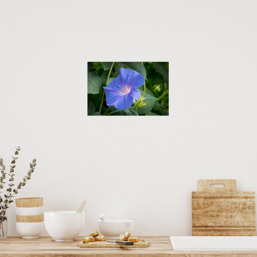 Morning Glory en Bud in Lush Foliage Poster (Keuken)