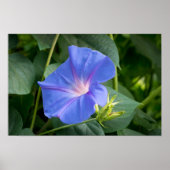 Morning Glory en Bud in Lush Foliage Poster (Voorkant)