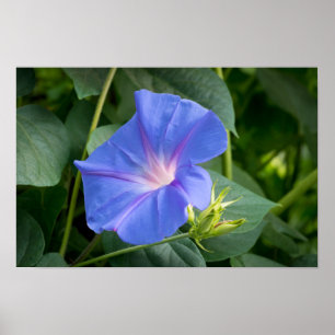 Morning Glory en Bud in Lush Foliage Poster