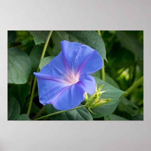 Morning Glory en Bud in Lush Foliage Poster (Voorkant)