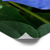 Morning Glory en Bud in Lush Foliage Poster (Hoek)