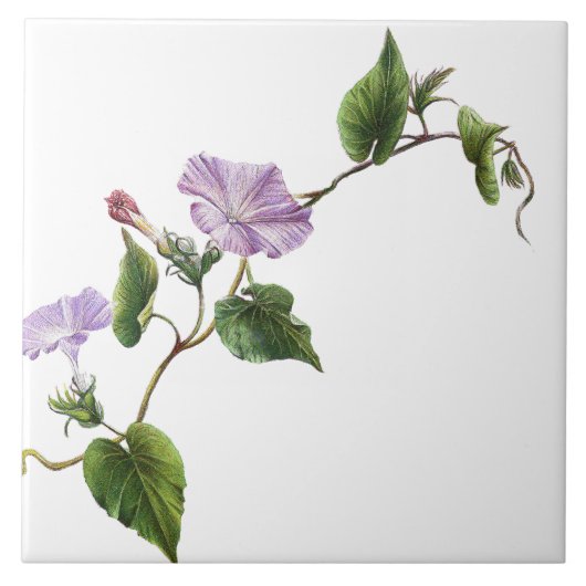 Morning Glory Floral Garden Botanical Flower Tile Tegeltje (Voorkant)