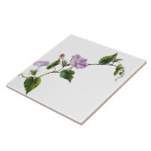 Morning Glory Floral Garden Botanical Flower Tile Tegeltje (Zijkant)