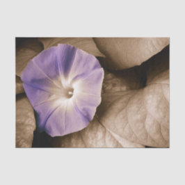 Morning Glory  Floral Paars Sepia Flower Tissuepapier