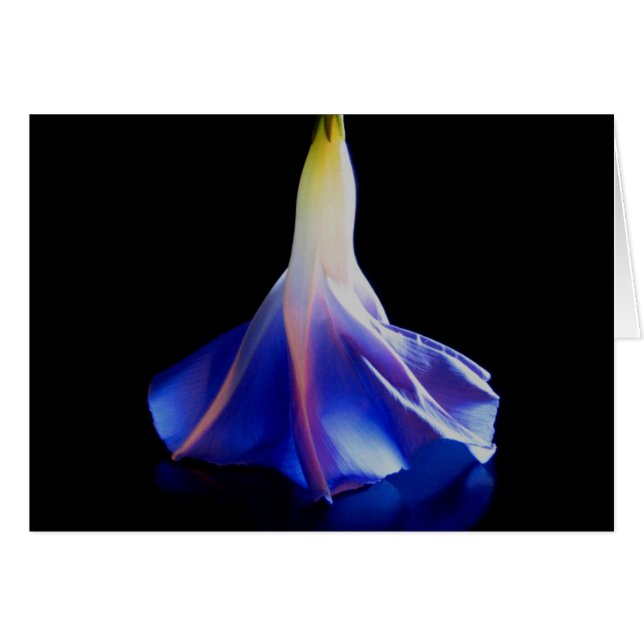 Morning Glory Flower 2 (Voorkant Horizontaal)