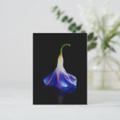 Morning Glory Flower 2 Briefkaart (Staand voorkant)