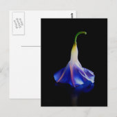 Morning Glory Flower 2 Briefkaart (Voorkant / Achterkant)