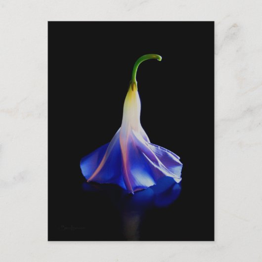 Morning Glory Flower 2 Briefkaart (Voorkant)