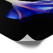 Morning Glory Flower 2 Poster (Hoek)