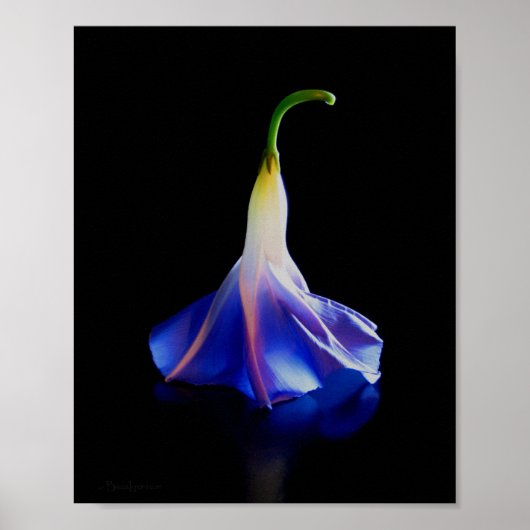 Morning Glory Flower 2 Poster (Voorkant)