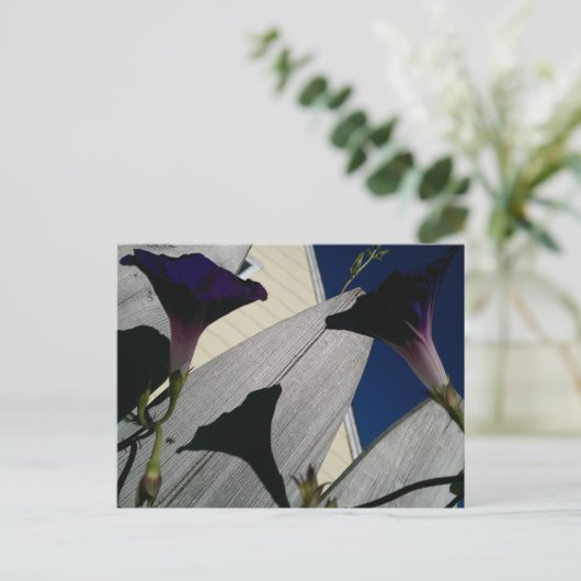 Morning Glory Flower Briefkaart (Staand voorkant)