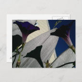 Morning Glory Flower Briefkaart (Voorkant / Achterkant)