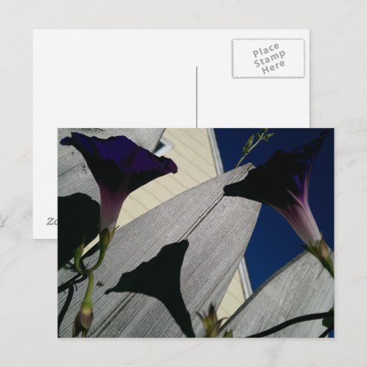 Morning Glory Flower Briefkaart (Voorkant / Achterkant)