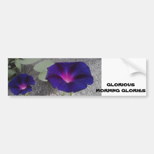 Morning Glory Flower Bumpersticker (Voorkant)