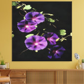 Morning Glory Flower, geïsoleerd op zwart Canvas Afdruk (Insitu (Woonkamer))