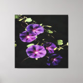 Morning Glory Flower, geïsoleerd op zwart Canvas Afdruk (Voorkant)