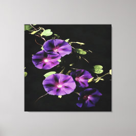 Morning Glory Flower, geïsoleerd op zwart Canvas Afdruk