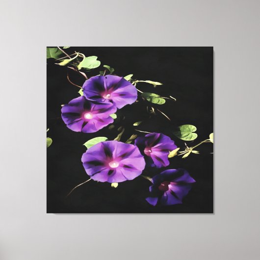 Morning Glory Flower, geïsoleerd op zwart Canvas Afdruk (Voorkant)