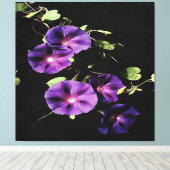 Morning Glory Flower, geïsoleerd op zwart Canvas Afdruk (Insitu (Houten vloer))