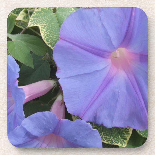 Morning Glory Flower Onderzetters (Voorkant)