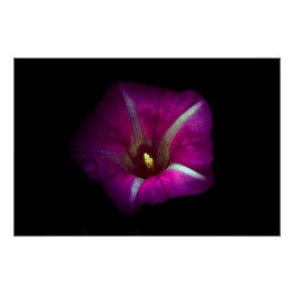 Morning Glory Flower Perfect Poster