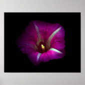 Morning Glory Flower Poster (Voorkant)