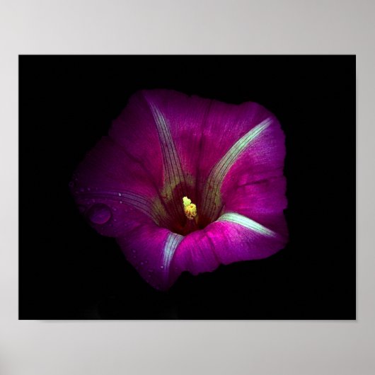 Morning Glory Flower Poster (Voorkant)
