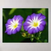 Morning glory flower poster (Voorkant)