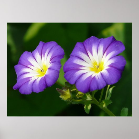 Morning glory flower poster (Voorkant)