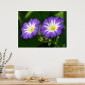 Morning glory flower poster (Keuken)