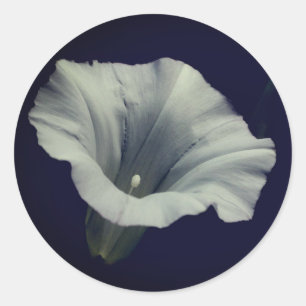 Morning Glory Flower Ronde Sticker