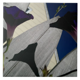 Morning Glory Flower Tegeltje