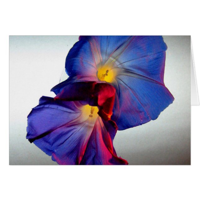 Morning Glory Flowers 3 (Voorkant Horizontaal)