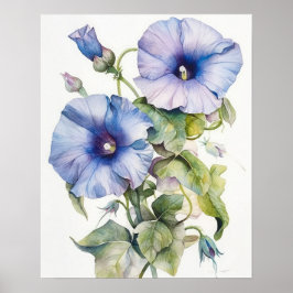 Morning Glory Flowers Art Print Poster