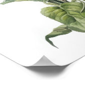 Morning Glory Flowers Art Print Poster (Hoek)