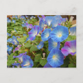 Morning Glory Flowers Briefkaart (Voorkant)
