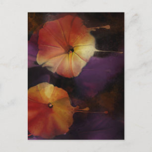 Morning Glory Flowers Briefkaart
