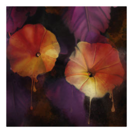 Morning Glory Flowers Foto Afdruk