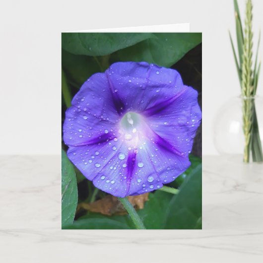 Morning Glory Flowers , Ipomoea met regendruppels Kaart (Voorkant)