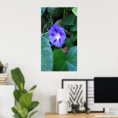 Morning Glory Flowers , Ipomoea met regendruppels Poster (Thuiskantoor)