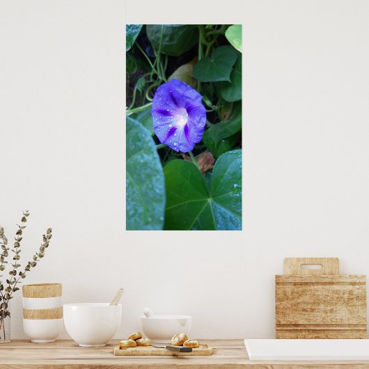 Morning Glory Flowers , Ipomoea met regendruppels Poster (Keuken)
