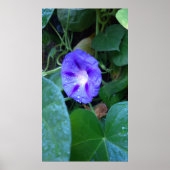Morning Glory Flowers , Ipomoea met regendruppels Poster (Voorkant)