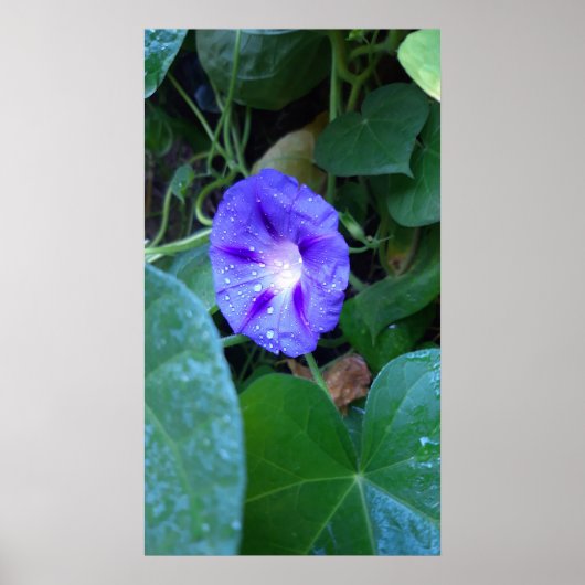 Morning Glory Flowers , Ipomoea met regendruppels Poster (Voorkant)