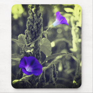 Morning Glory Flowers Muismat