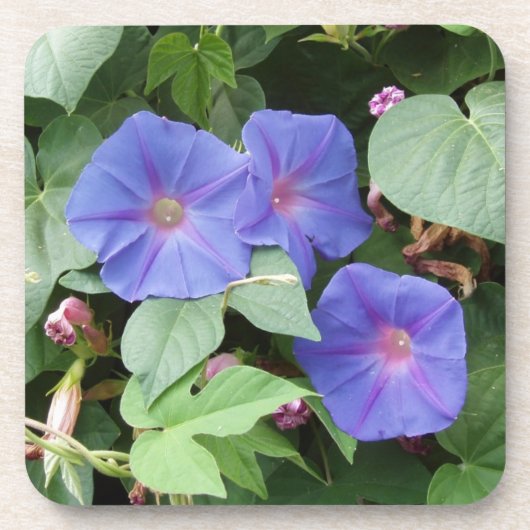 Morning Glory Flowers Onderzetters (Voorkant)