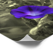 Morning Glory Flowers Partiële kleur Poster (Hoek)