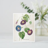 Morning Glory Flowers | Pierre-Joseph Redouté Briefkaart (Staand voorkant)