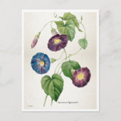 Morning Glory Flowers | Pierre-Joseph Redouté Briefkaart (Voorkant)