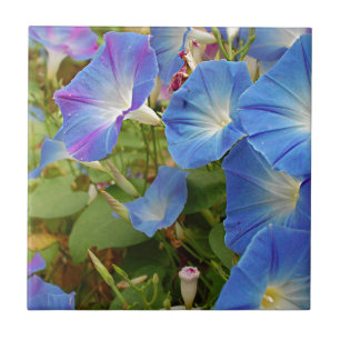 Morning Glory Flowers Tegeltje